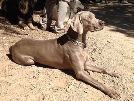 weimaraner grace 201203181