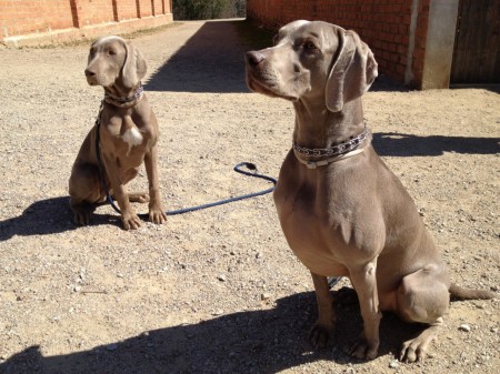 weimaraner grace 201203182