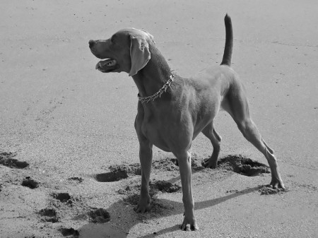 Weimaraner Grace 201302241