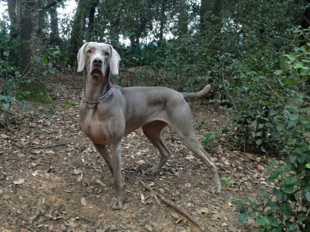 Weimaraner Grace 201302242