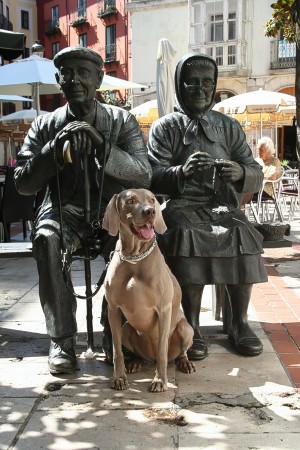 weimaraner grace 201309241