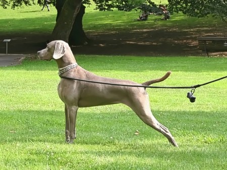 weimaraner grace 201309244