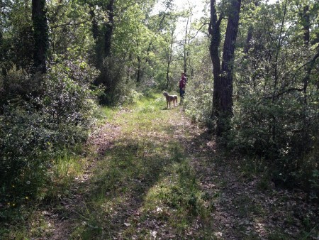 De paseo por un frondoso paraje