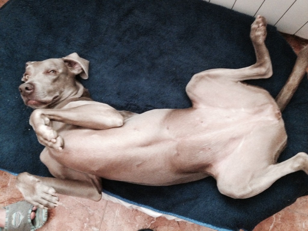 weimaraner grace 201508031