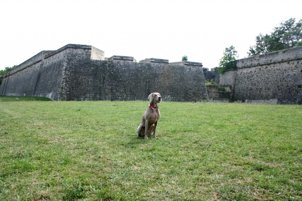 weimaraner_grace_201509302