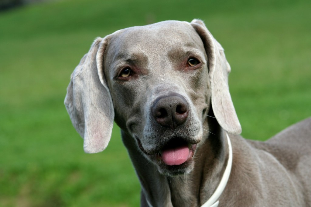 weimaraner grace 201509305