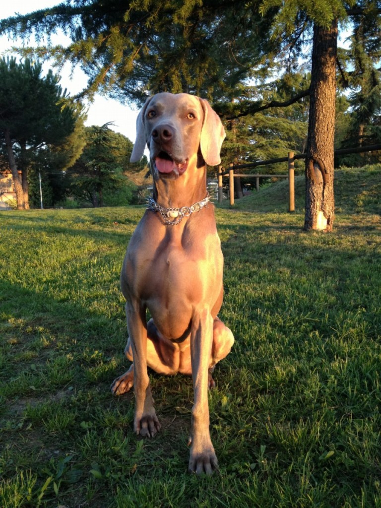 weimaraner_grace_201305053-768x1024.jpg